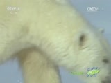 人与自然 《人与自然》 20150604 自然发现：北极熊的战场（上）