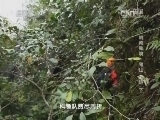 地理中国 《地理中国》 20140720 岭南秘境——“鬼山”之谜（下）
