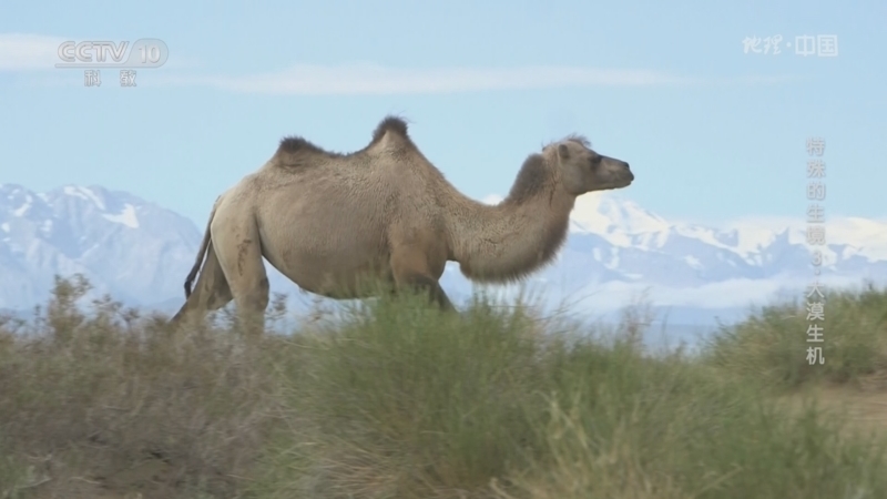 地理中国 《地理·中国》 20230628 特殊的生境3·大漠生机