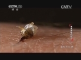 动物世界 《动物世界》 20140104 谜底揭晓的时刻（一）