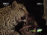 人与自然 《人与自然》 20150922 自然故事：漫漫成长路（下）