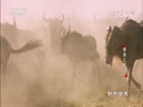 动物世界 《动物世界》 20180122 草原三巨头