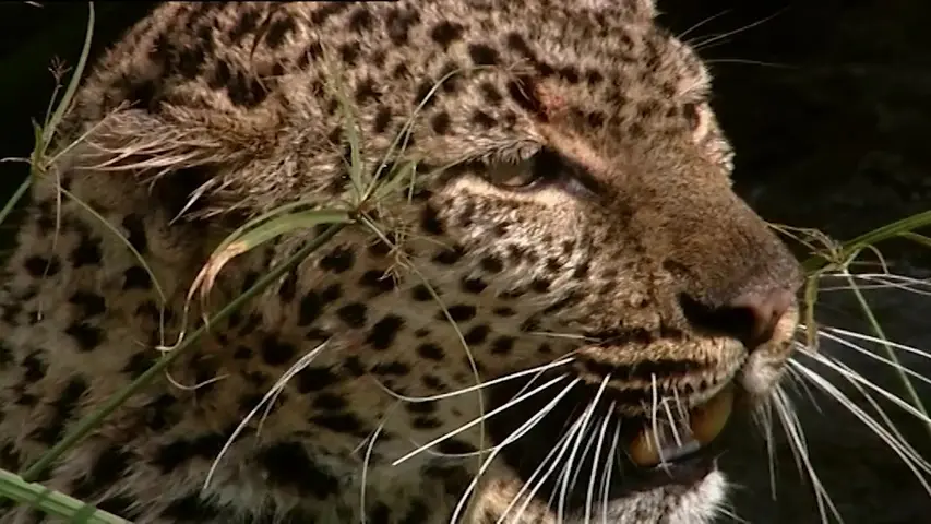 《大猫日记第七季》第2集