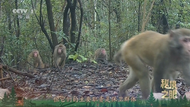 秘境之眼 《秘境之眼》 猕猴 20250909