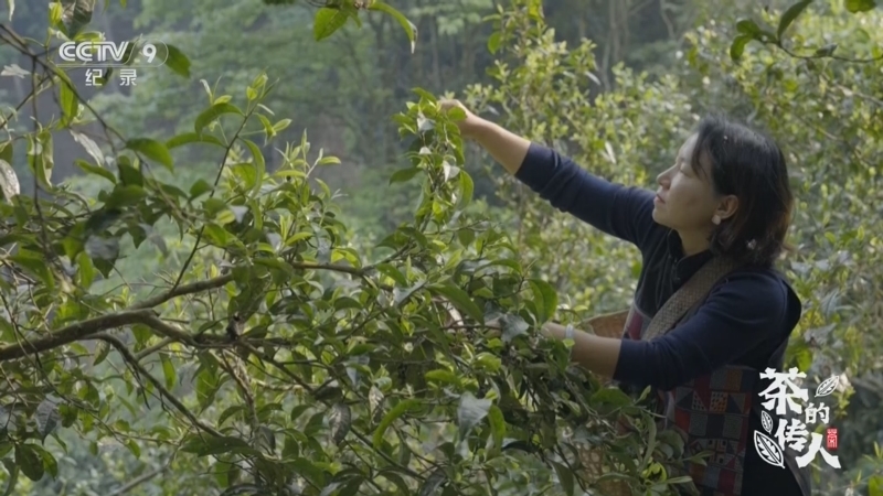 《茶的传人》 第5集 云上 普洱茶 第一集