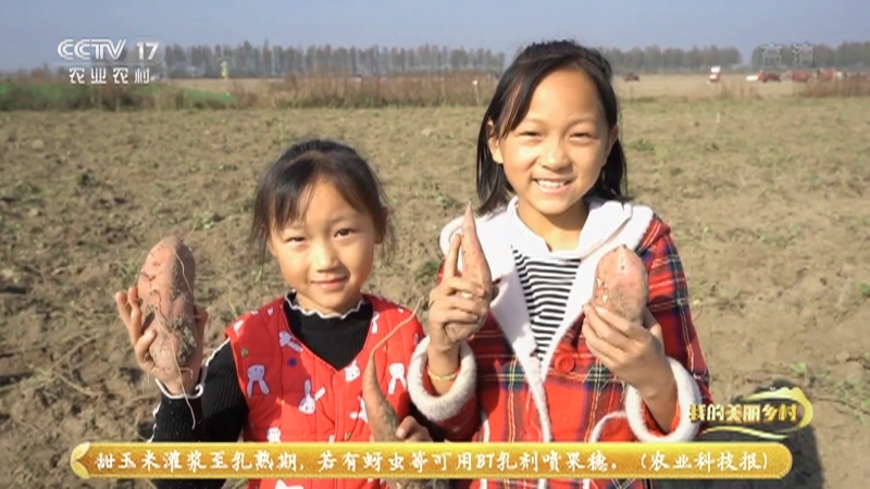 《我的美丽乡村》 20210528 薯香带来的美好生活