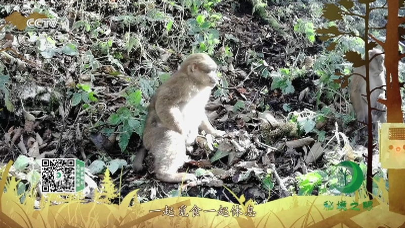 《秘境之眼》 白颊猕猴 20210619