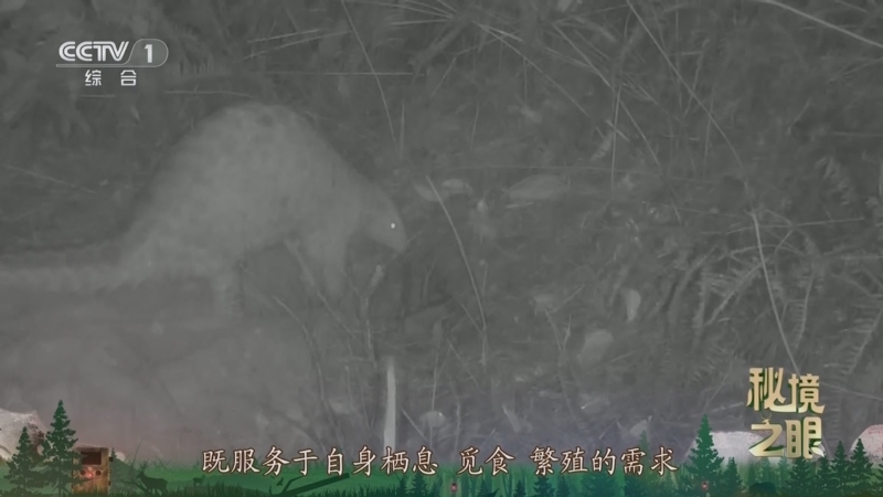 秘境之眼 《秘境之眼》 中华穿山甲 20250627