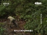 原来如此 《原来如此》 20160320 雨林中的呼救