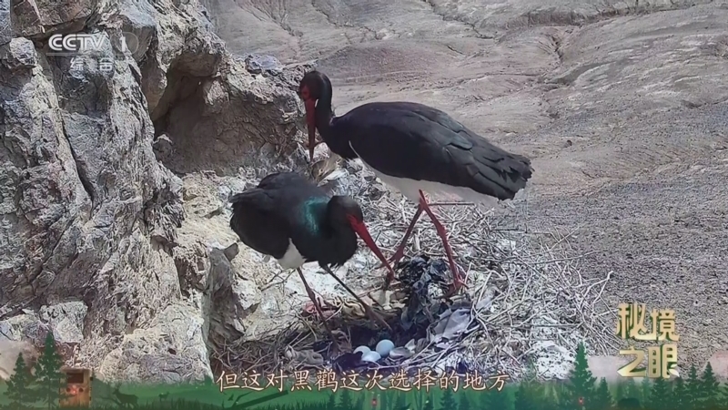 秘境之眼 《秘境之眼》 黑鹳 20250715