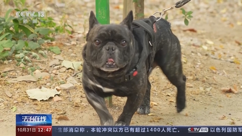 法治在线 《法治在线》 20231031