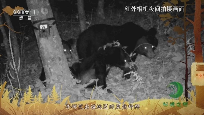 秘境之眼 《秘境之眼》 黑熊 20230626