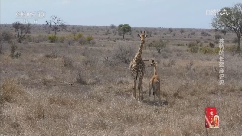 《自然传奇》 20260306 独特的长颈鹿妈妈