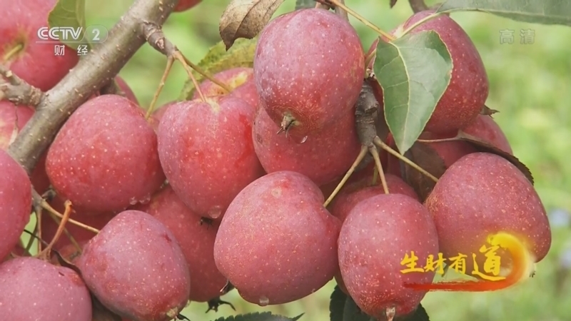 生财有道 《生财有道》 20221123 咱们家乡有特产——匠心育新品 大山蕴活力