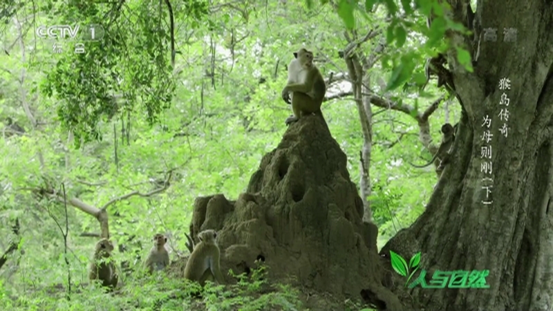 人与自然 《人与自然》 20201229 猴岛传奇——为母则刚（下）