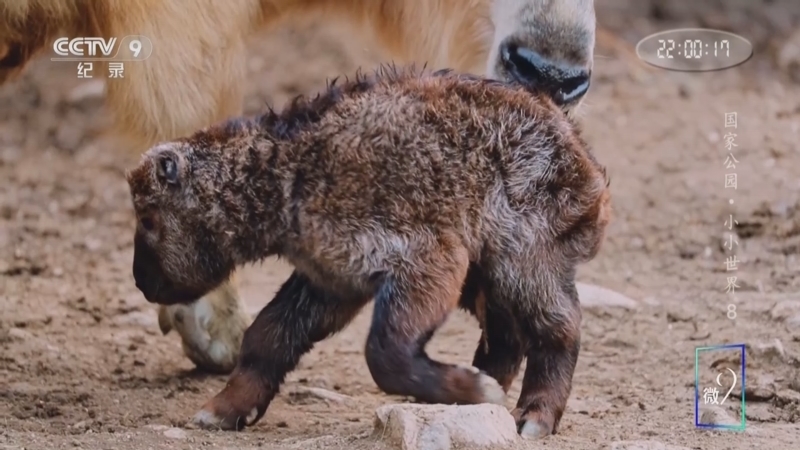 《国家公园 小小世界》 第8集