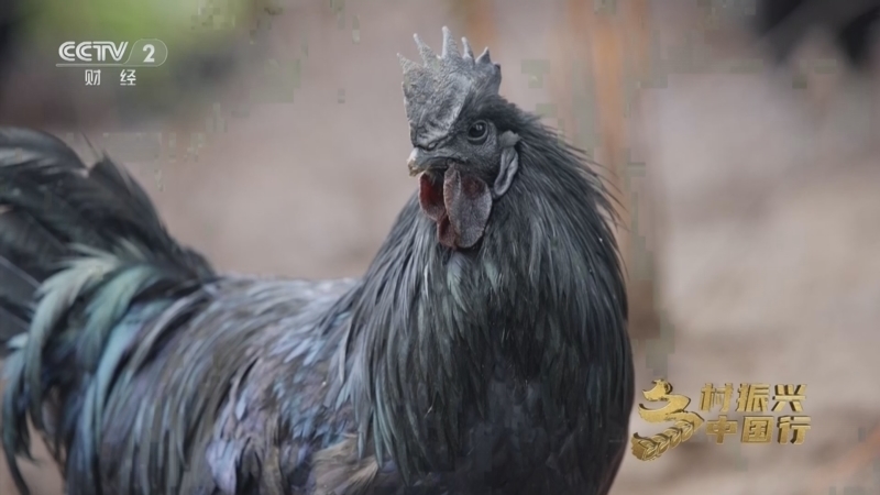 《乡村振兴中国行》第四季 20251226 云岭藏风味 竹蔗见匠心