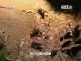 走近科学 《走近科学》 20160229 巧夺大毒蜂（上）