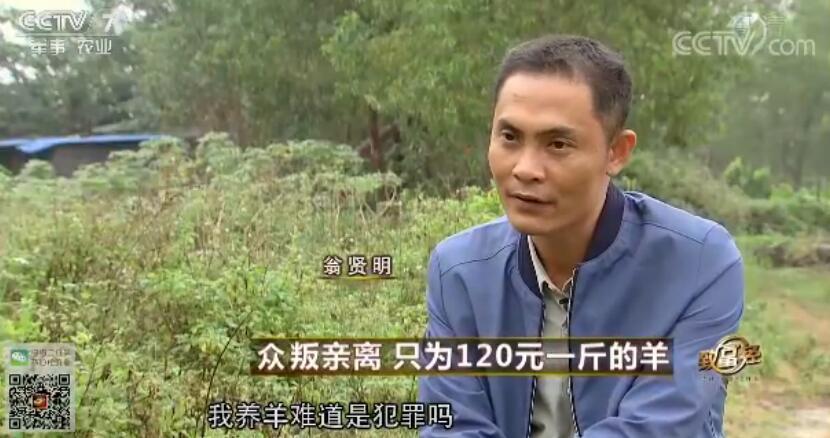 致富经 [致富经]众叛亲离 只为120元一斤的羊 20180201