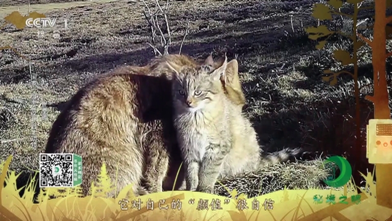 秘境之眼 《秘境之眼》 高原鼠兔/荒漠猫/棕熊/貂熊 20221203