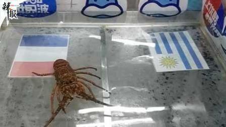足球大虾瞎操心 乌拉圭VS法国 足球大虾瞎操心来预测