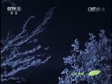 人与自然 《人与自然》 20150401 自然发现：哺乳动物——树上的居民（下）