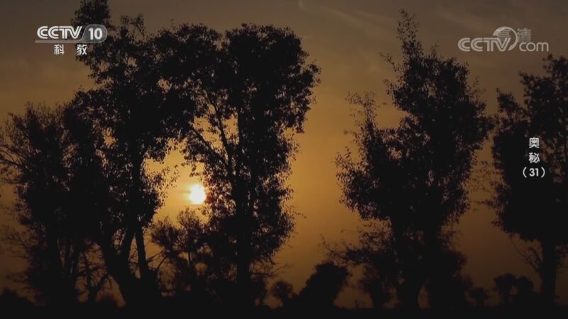 奥秘 《奥秘》 20200831 （31）