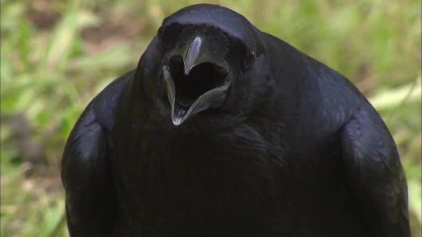 乌鸦天空的流氓