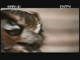 动物世界 《动物世界》 20120905