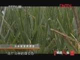 科技人生 《科技人生》 20120107 玉米地里的诱惑