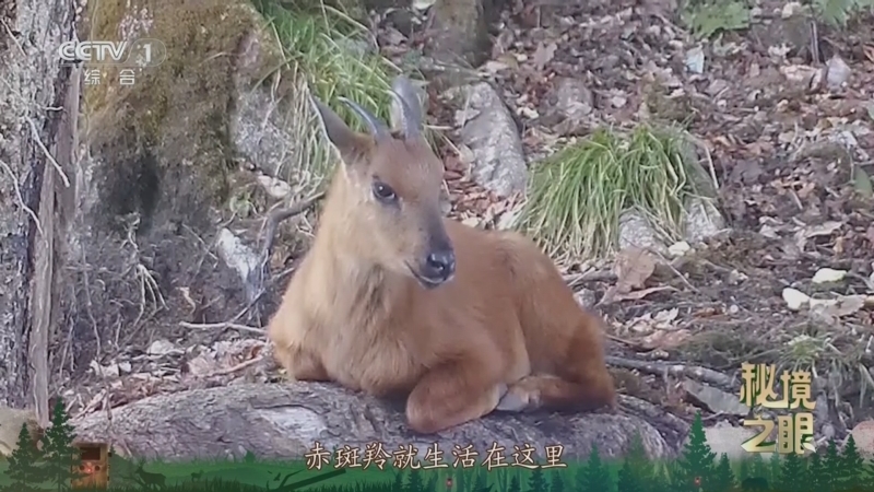 秘境之眼 《秘境之眼》 赤斑羚 20250813
