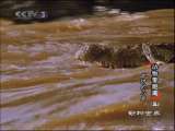 动物世界 动物世界 2010年 第59期