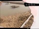 生财有道 池塘里的吸血宝贝
