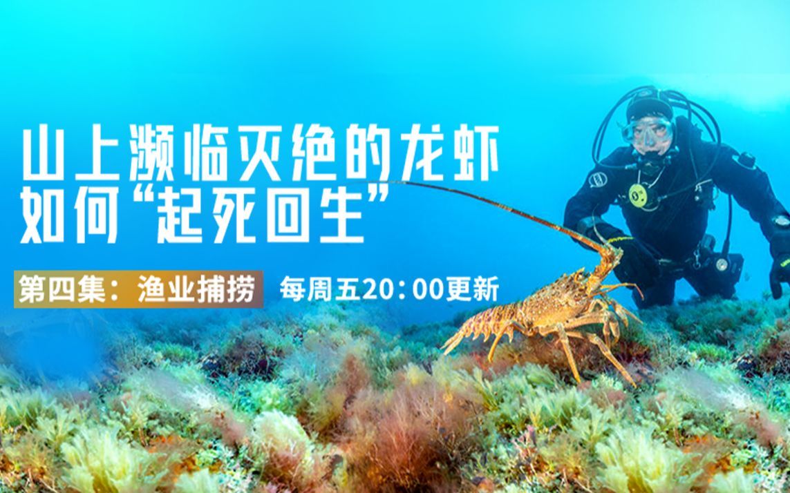 山上濒临灭绝的龙虾，如何“起死回生”