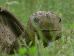 荒野间谍 第二季（Spy in the Wild Series 2）第3集：岛屿