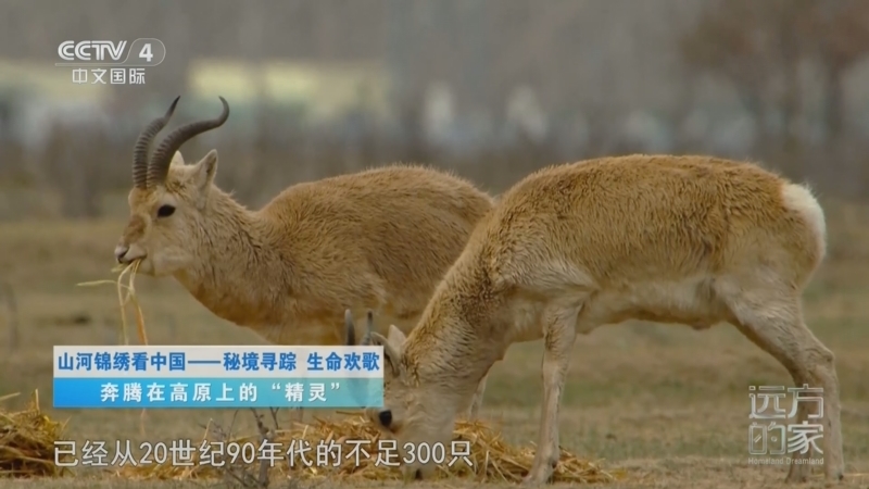 《远方的家》 20260409 山河锦绣看中国 秘境寻踪 生命欢歌