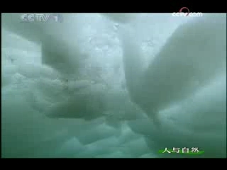 人与自然 企鹅的生存