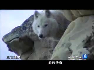 动物世界 《动物世界》：狼族传奇