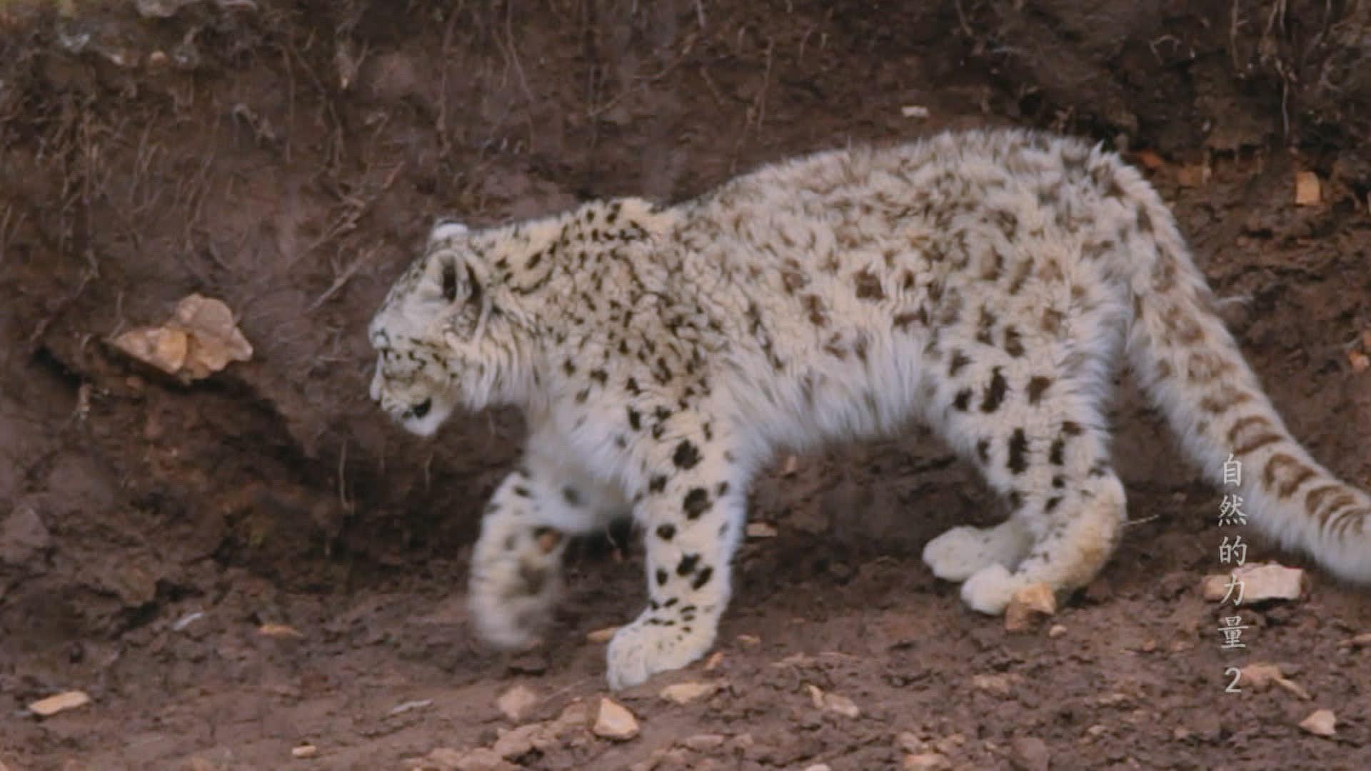 自然的力量 第2集