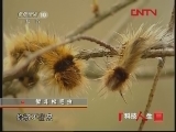 科技人生 《科技人生》 20111231 智斗松毛虫