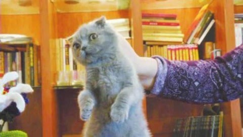 为啥猫一夹脖子就听话