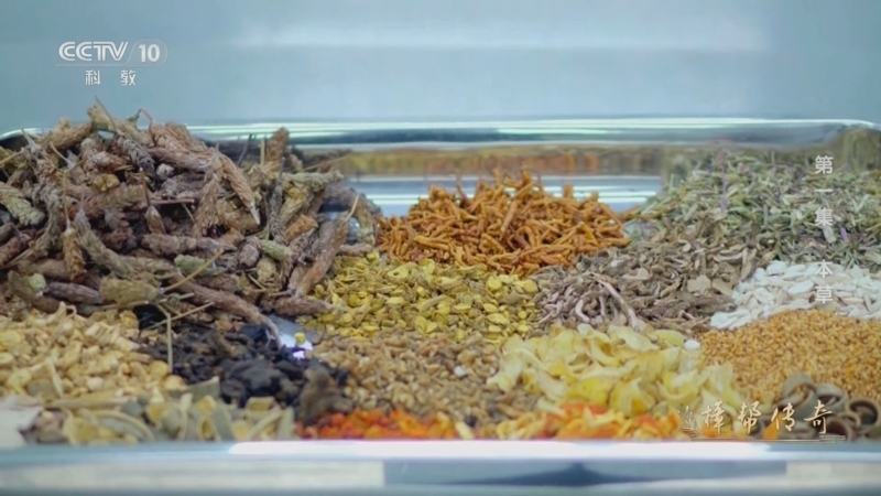 《樟帮传奇》 第1集 本草