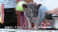36.7℃明星听诊会 健康萌宠大派对