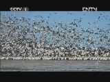 魅力纪录（CCTV-1综合频道） 《鸟瞰地球》 第1集 北美洲