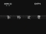 动物世界 《动物世界》 20120725 04：29：55