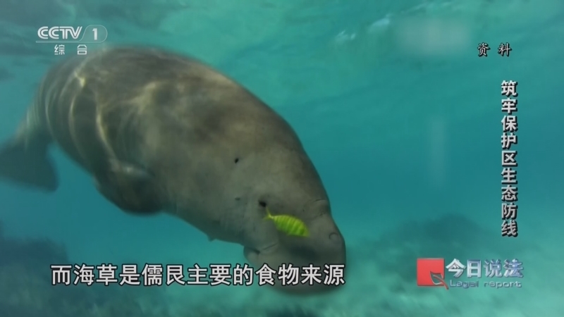 今日说法 《今日说法》 20260609 “世界海洋日”特别策划 筑牢保护区生态防线