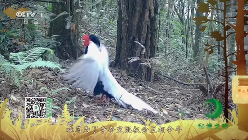 秘境之眼 《秘境之眼》 白鹇 20220614