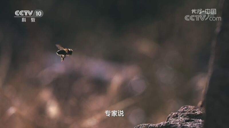 地理中国 《地理·中国》 20200911 探秘“大湘西”·生灵魅影