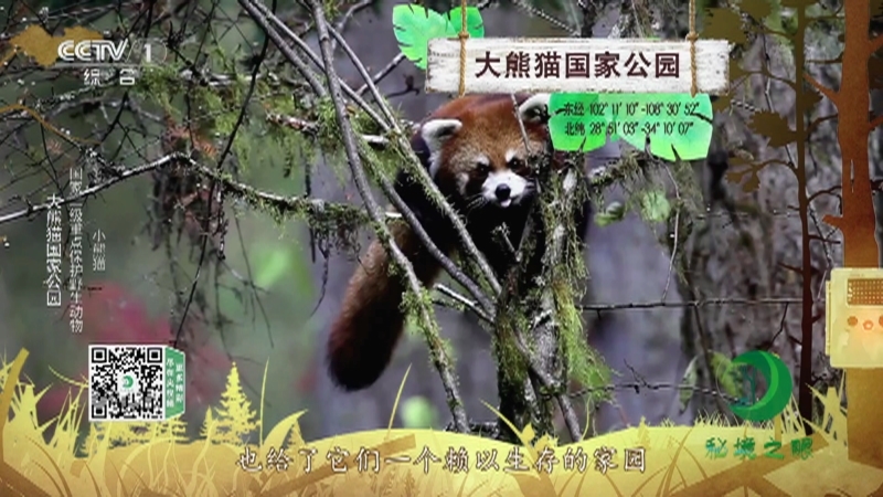 秘境之眼 《秘境之眼》 大熊猫/小熊猫/川金丝猴/四川羚牛/黑熊 20220216