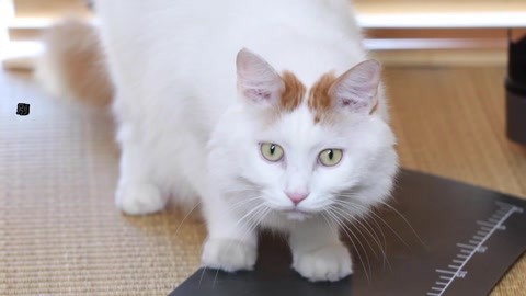 喵客帝国 如何打造让猫抢食的猫饭
